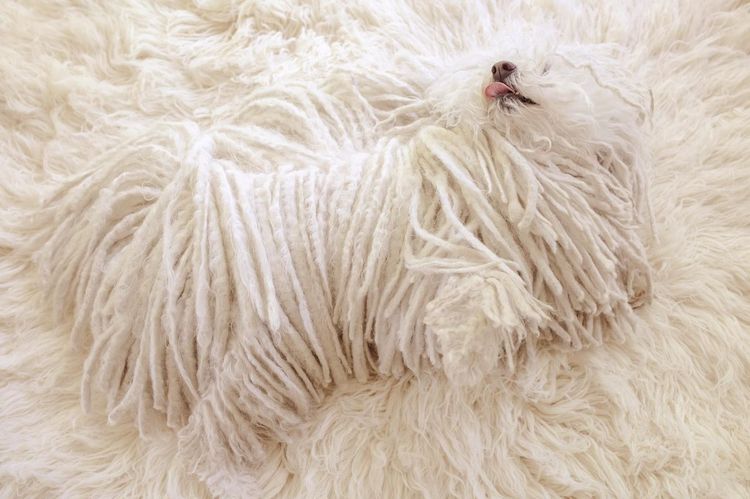 Perro peludo sobre la alfombra