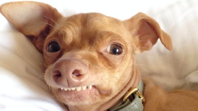 Perro con dientes grandes y collar
