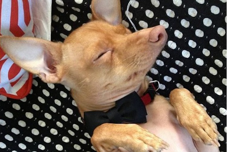 Perro durmiendo