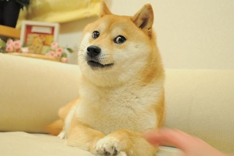 Perro beige
