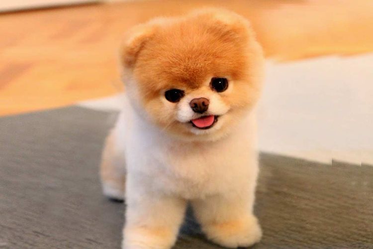 Pomerania