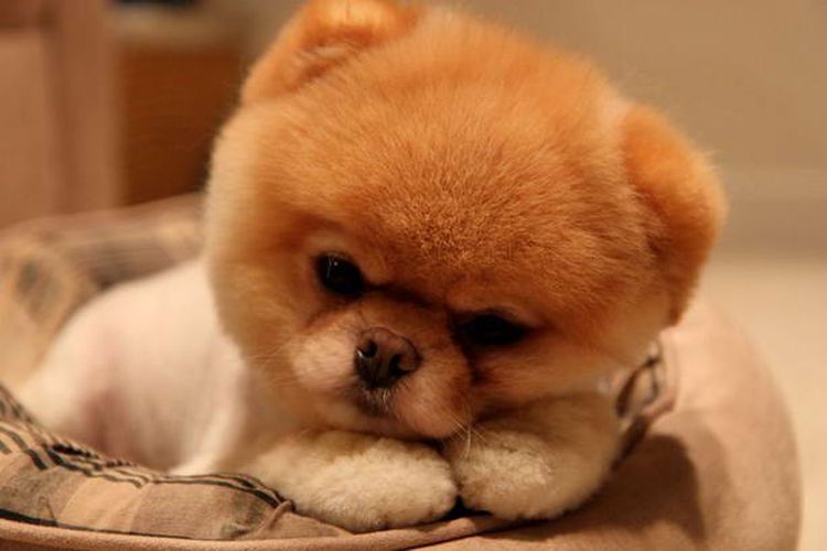 Perro peludo Boo