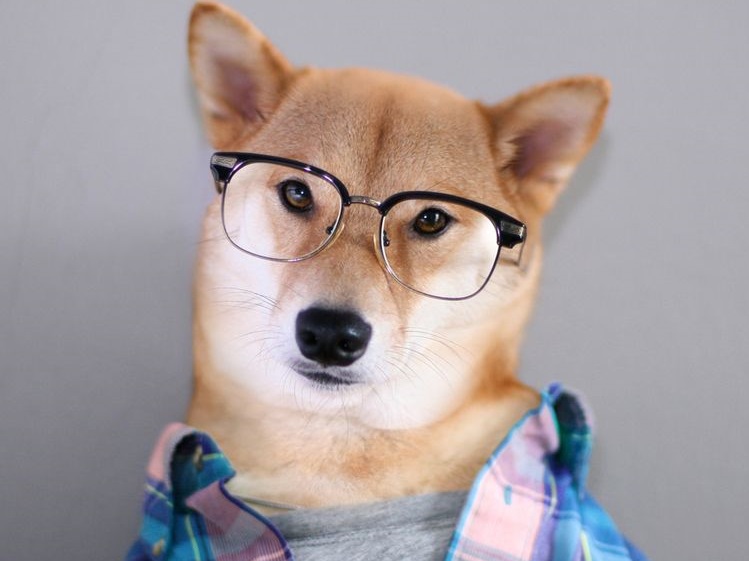 Perro con gafas y camisa