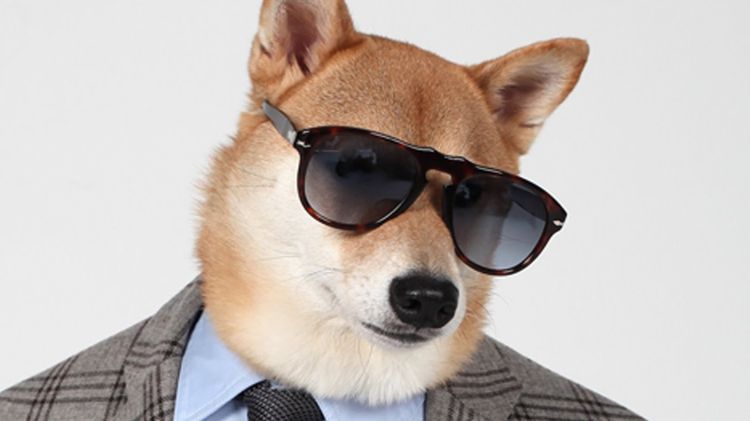 Perro con gafas de sol