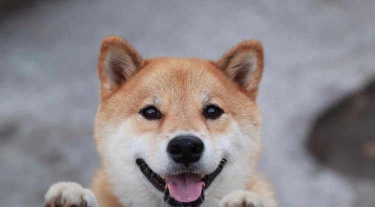 El perro sonríe