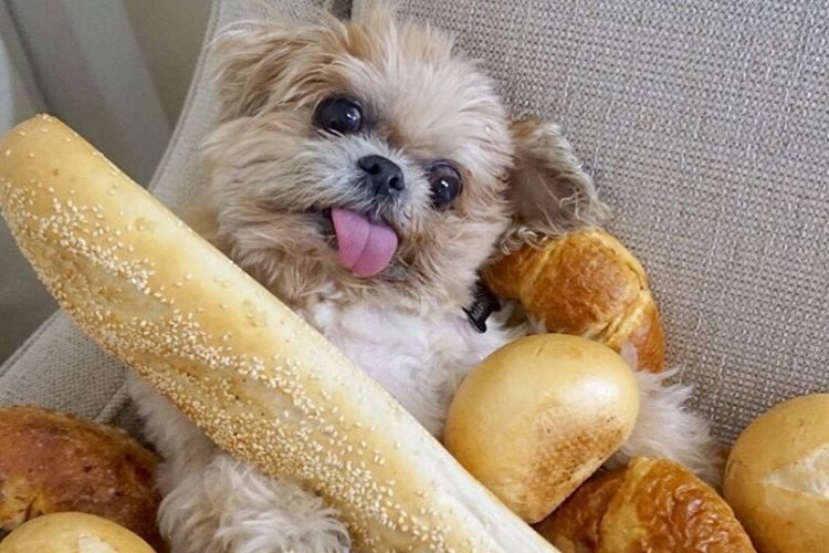 Perro con la lengua fuera