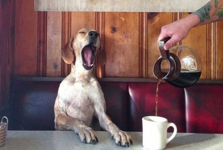 El perro bosteza