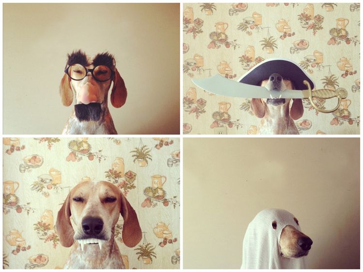 Varias fotos graciosas del perro