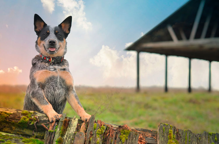 perro de raza boyero australiano