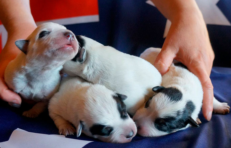 cachorros del boyero australiano