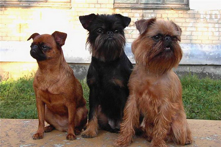 variedades del grifón