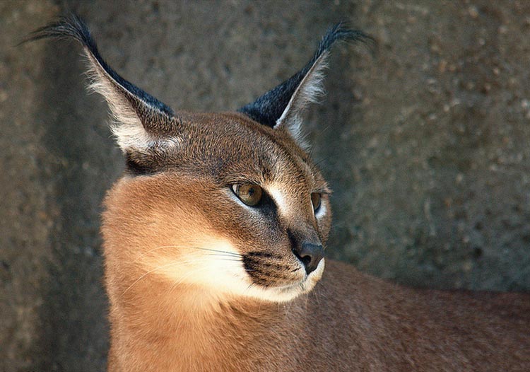 caracal lince