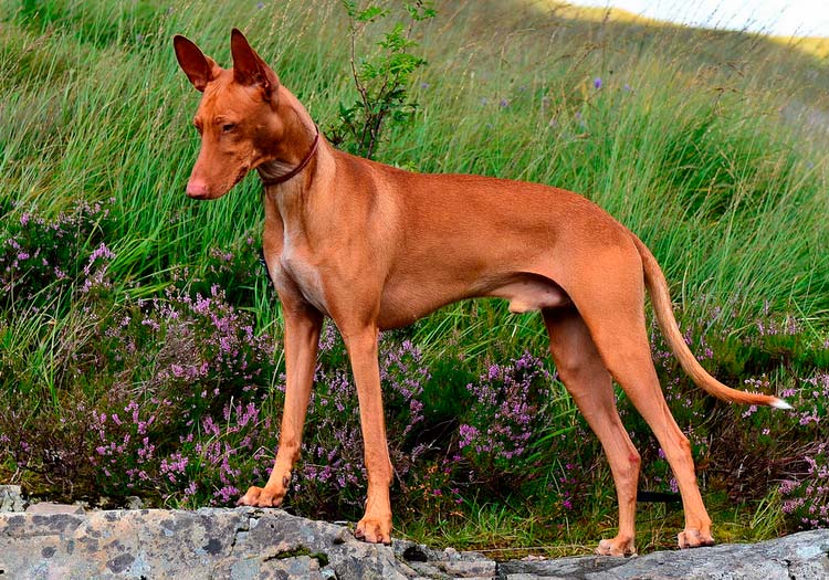 raza de perros Cirneco del Etna