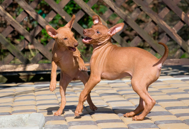 dos cachorros de Cirneco dell'Etna