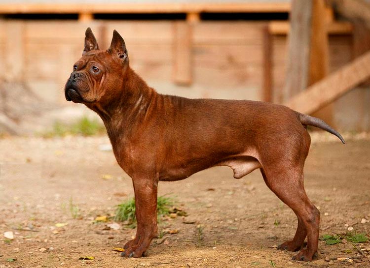 Chongqing - bulldog chino