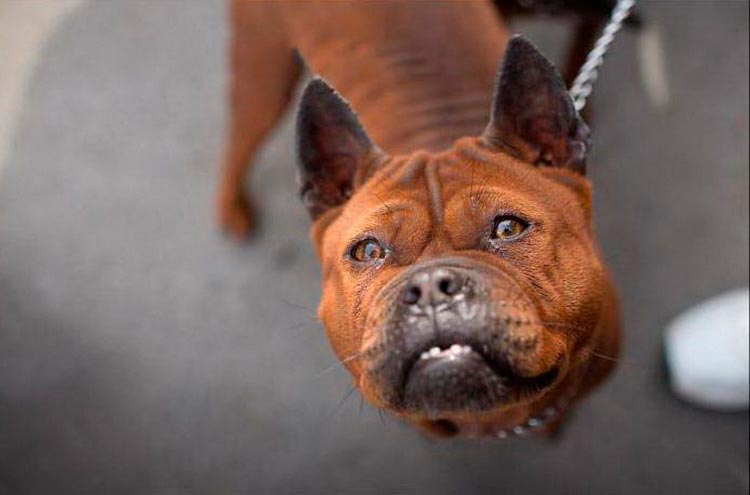 Raza de perros Chongqing