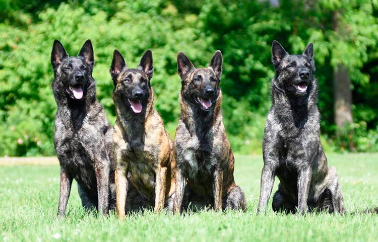 raza de perros pastor holandés