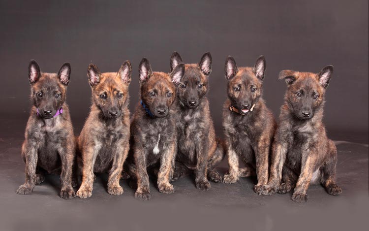 cachorros de pastor holandés