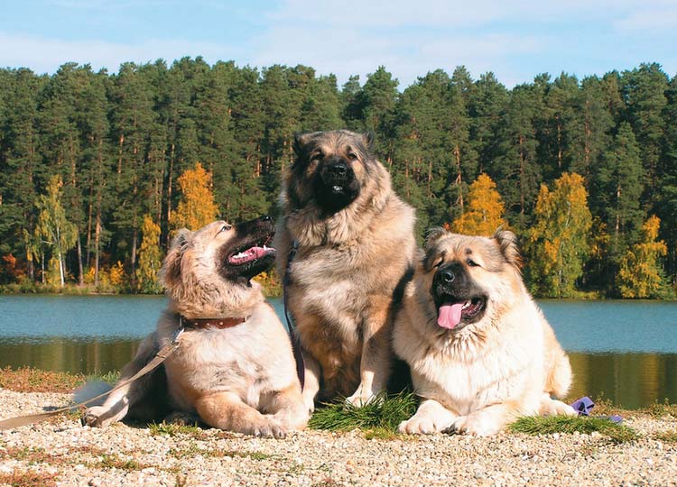 perro lobo caucásico