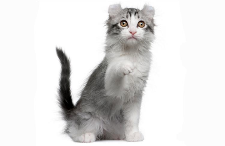 raza de gatos Kinkalou