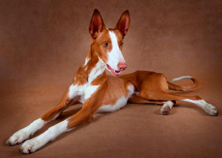 foto de podenco ibicenco