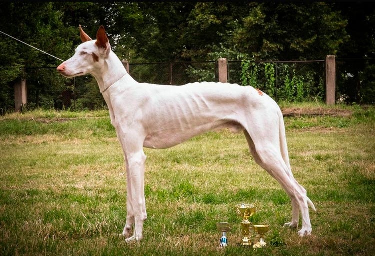 Cómo es el podenco ibicenco
