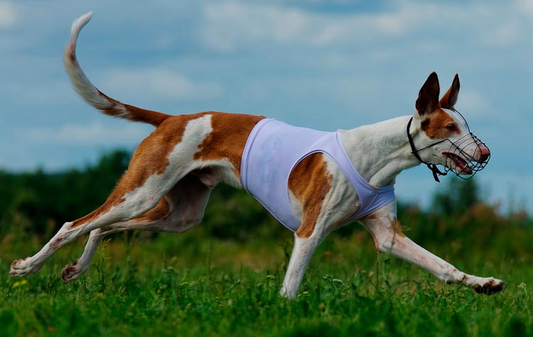 Podenco ibicenco en coursing