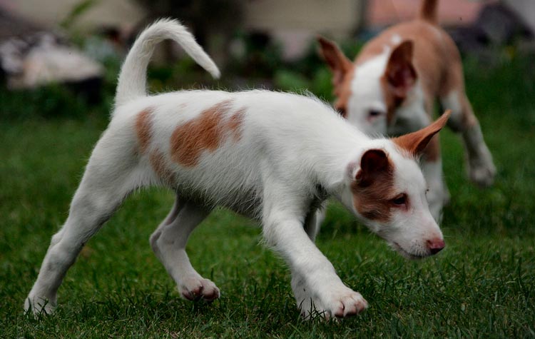 Podenco ibicenco de pelo duro