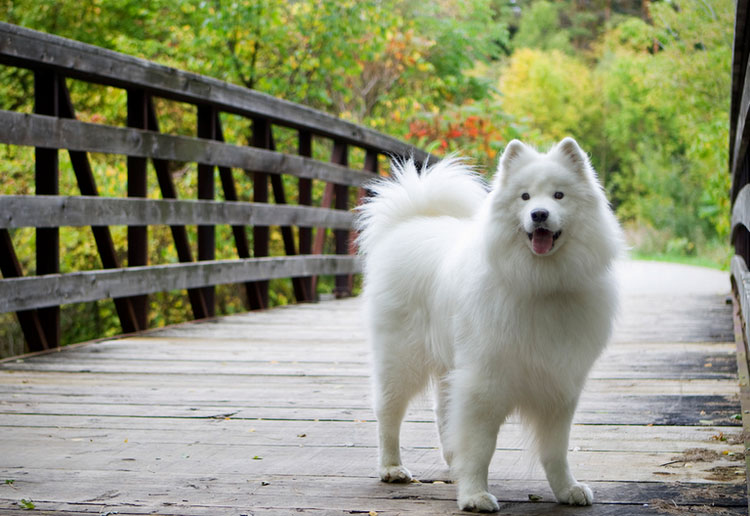 raza samoyedo