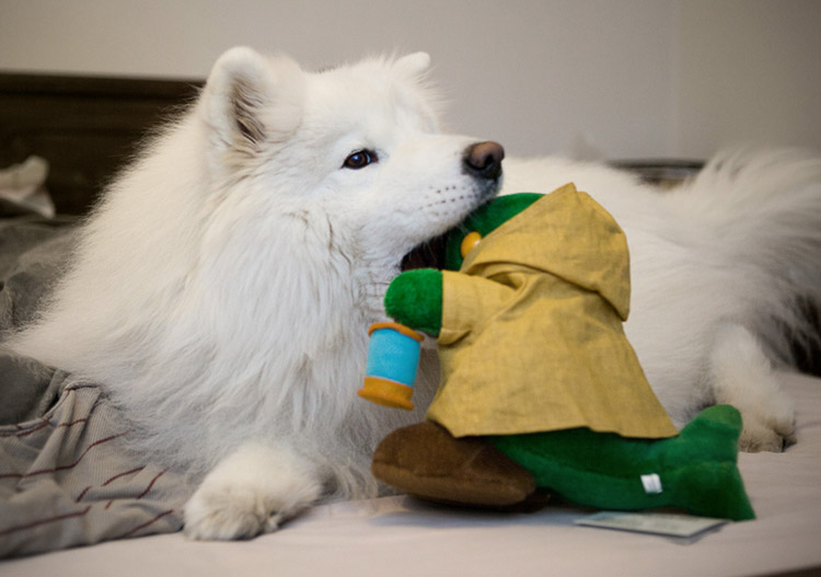 cuidado del samoyedo
