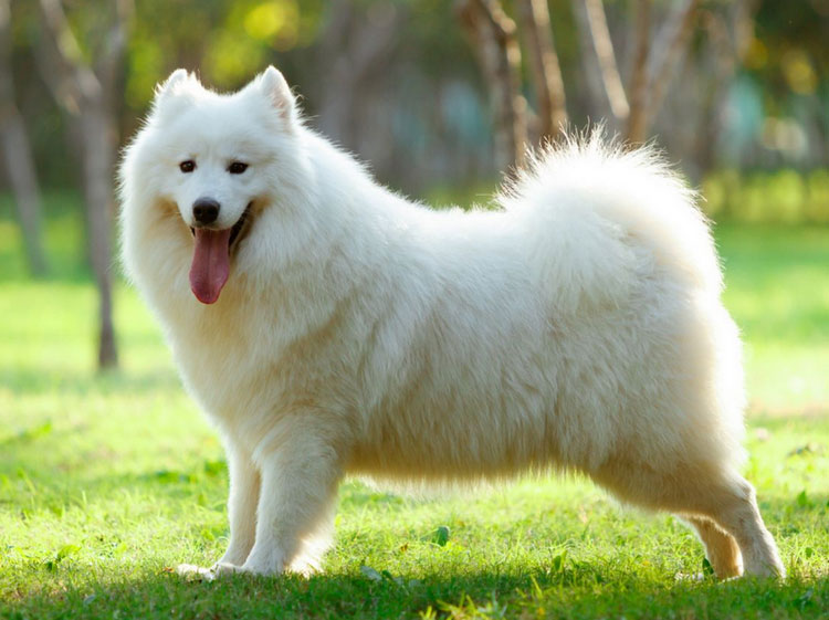 estándar del samoyedo
