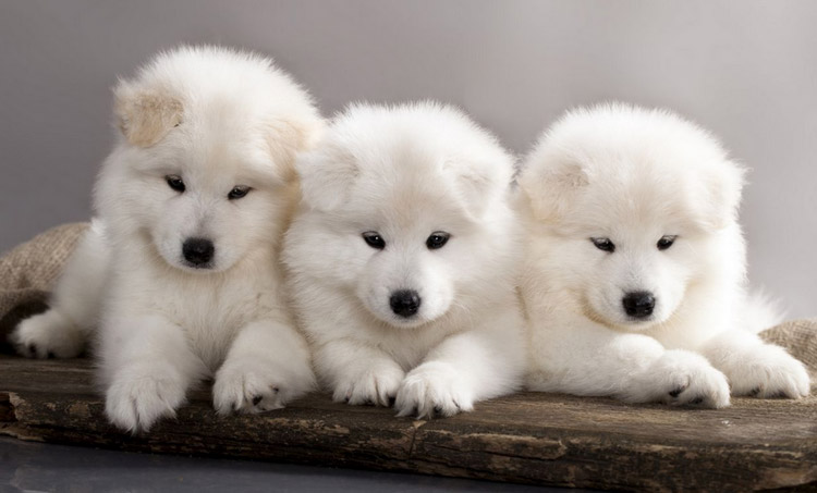 cachorros de samoyedo