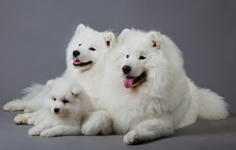 samoyedos
