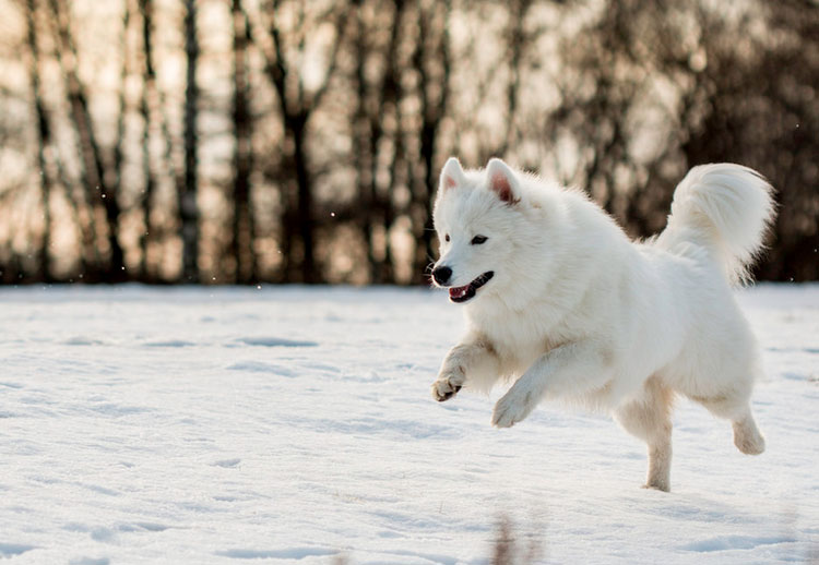perro samoyedo