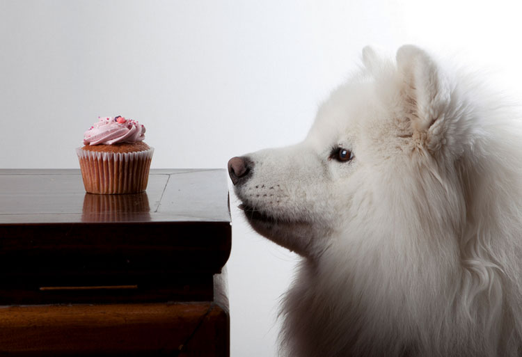 qué dar de comer al samoyedo