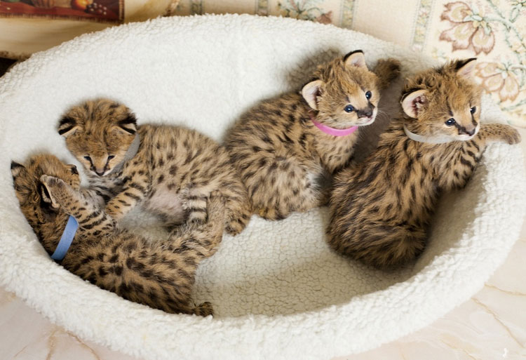 comprar cachorros de serval