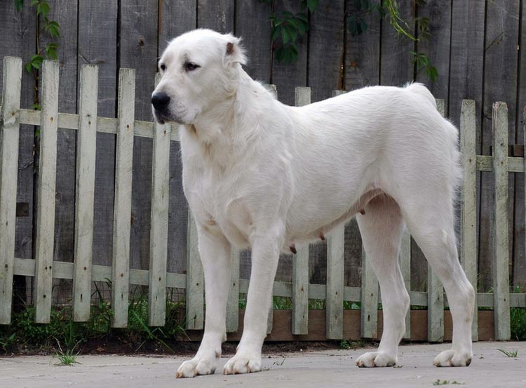 perro lobo turcomano