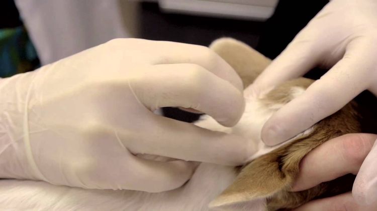 Sobre la cruz del perro se aplica el producto