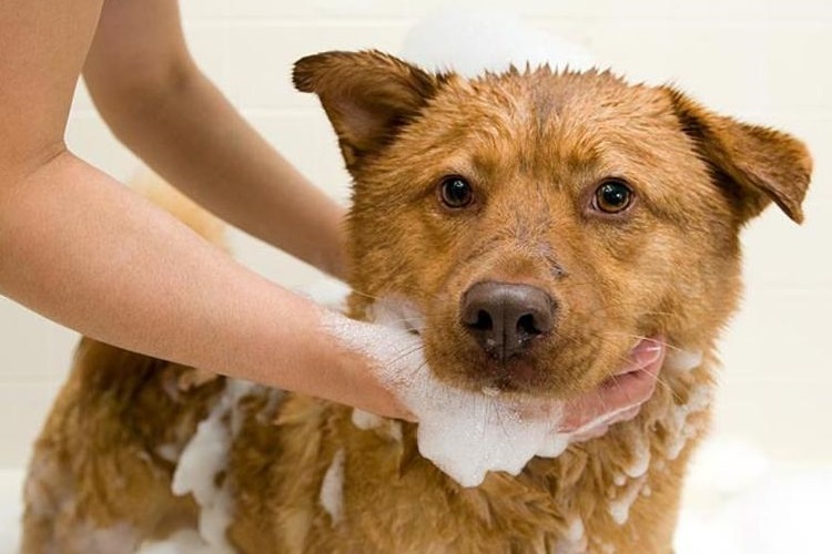 Perro rojizo en espuma de jabón