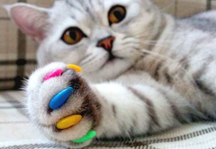 Gato atigrado con uñas de colores