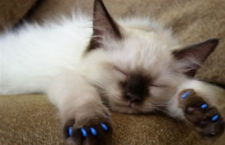 Un gatito pequeño duerme
