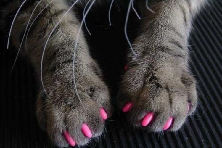 Antiarañazos rosas en las patas del gato