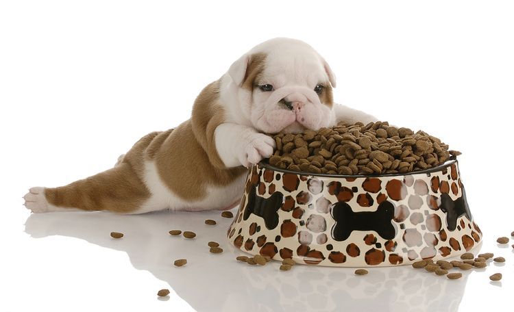 Cachorro junto al cuenco de pienso seco