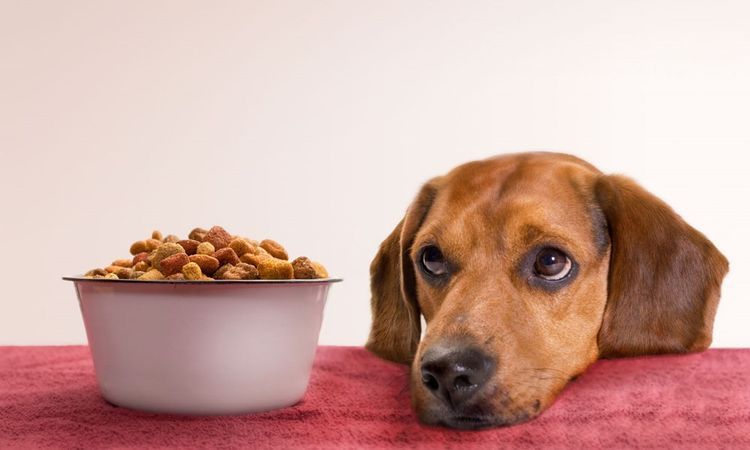 El perro salchicha se niega a comer el pienso