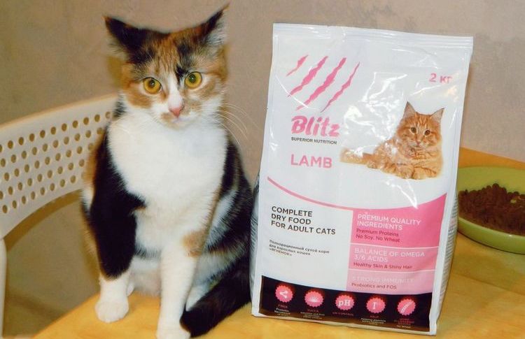 Comida Blitz para gatos