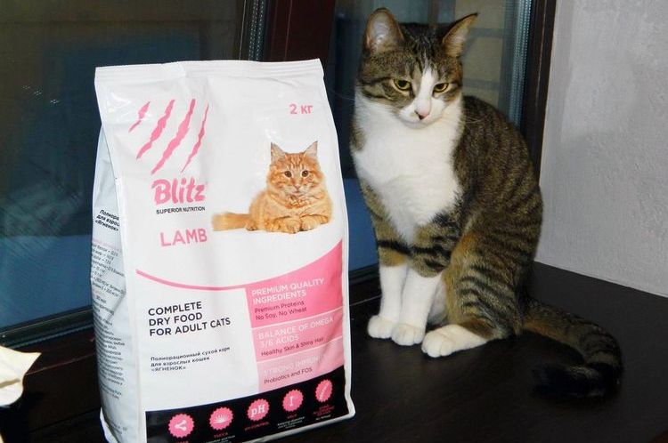Comida Blitz para gatos
