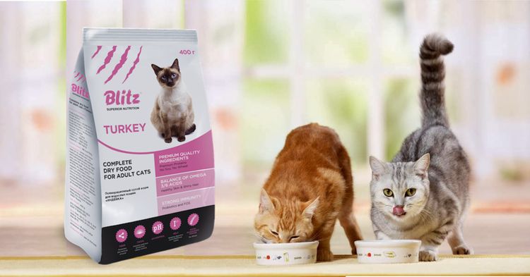 Los gatitos comen