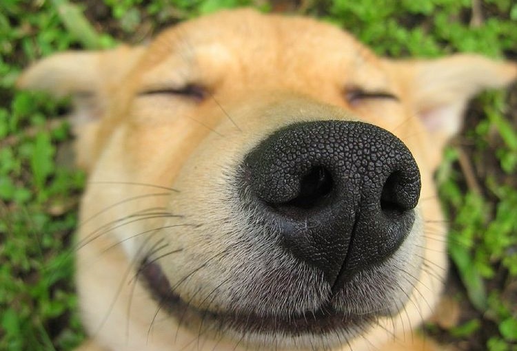 El perro sonríe