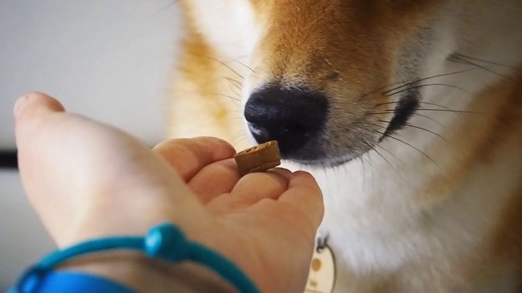 Se le administra la tableta al perro