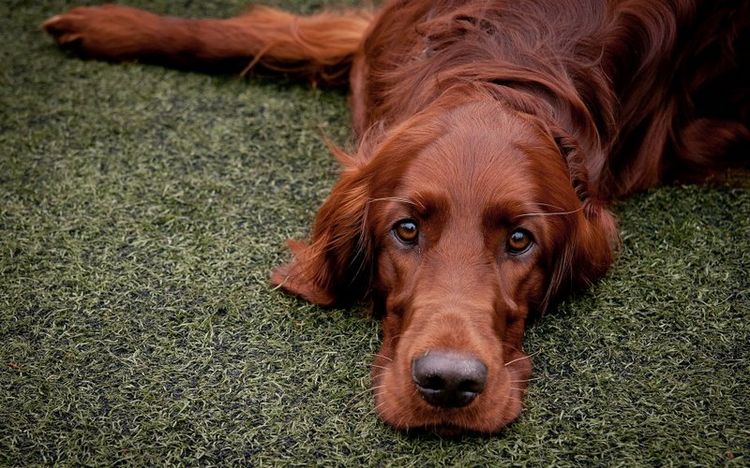 El setter irlandés está tumbado